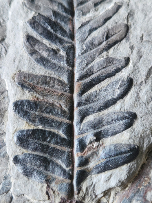 Fossil Fern | Callipteridium pteridium | Spain