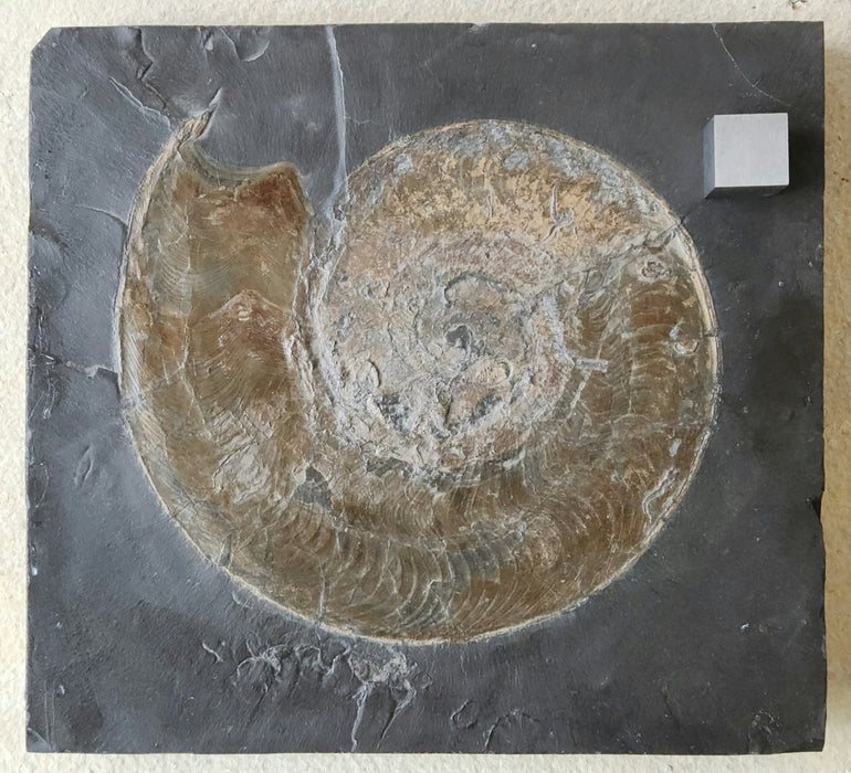 Harpoceras Ammonite | Germany