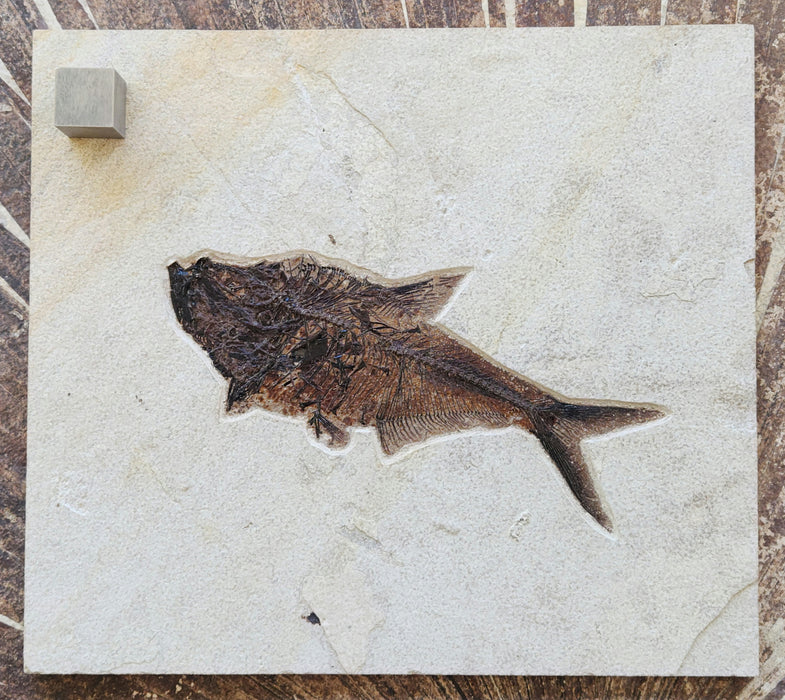 9.25" Diplomystus dentatus | Green River Formation | Wyoming