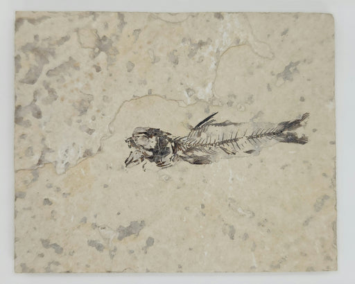 In Stone Fossils 