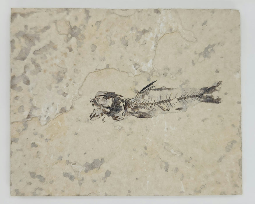 1.5" Amphiplaga brachyptera | Green River Formation | Wyoming