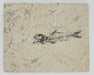 In Stone Fossils 
