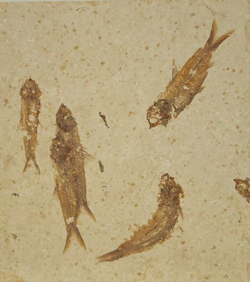 In Stone Fossils 