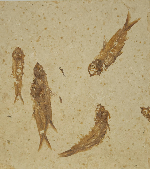 Knightia eocaena "Mini Fish" Mortality Plate | Green River Formation | Natural Specimen