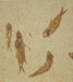 In Stone Fossils 