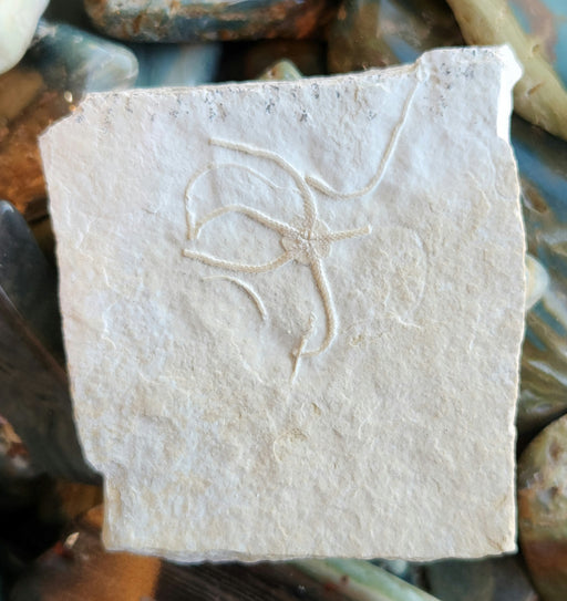 In Stone Fossils 