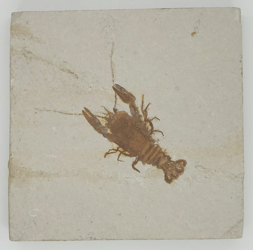 In Stone Fossils 