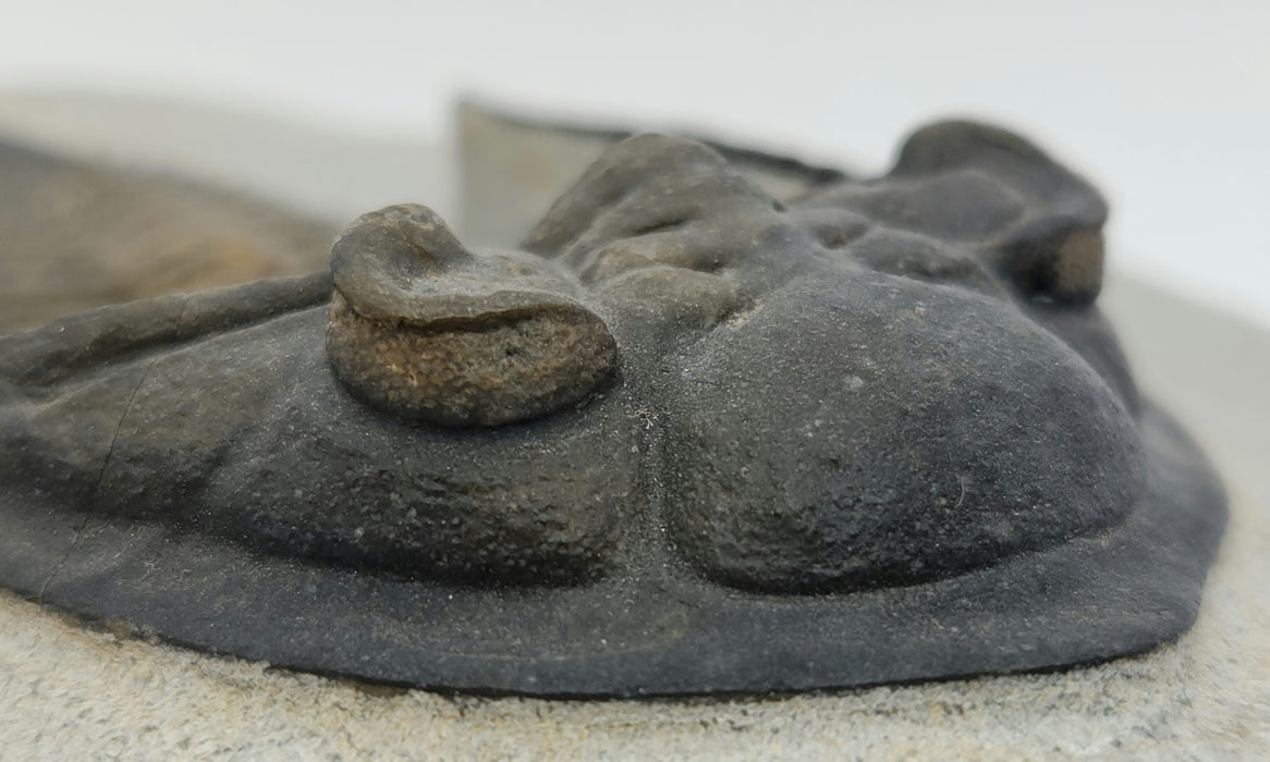 Odontochile hausmanni Trilobite | Morocco