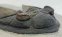 In Stone Fossils 