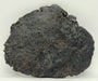 In Stone Fossils 