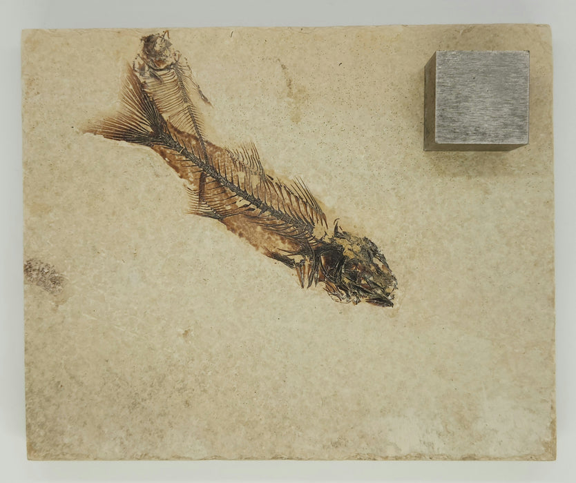 4.5" Mioplosus labracoides and 2.25" Diplomystus dentatus | Green River Formation | Wyoming