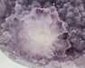 In Stone Fossils 