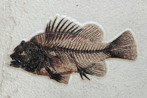 In Stone Fossils 