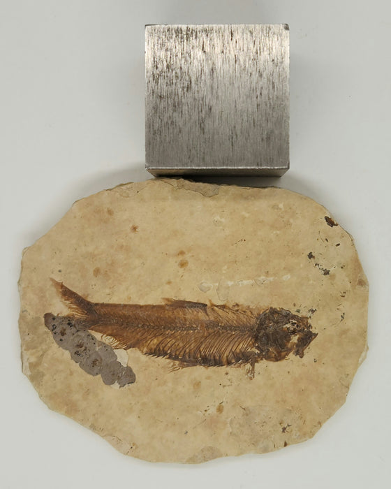 Knightia eocaena with Coprolite | 100% Natural | Green River Formation | Wyoming
