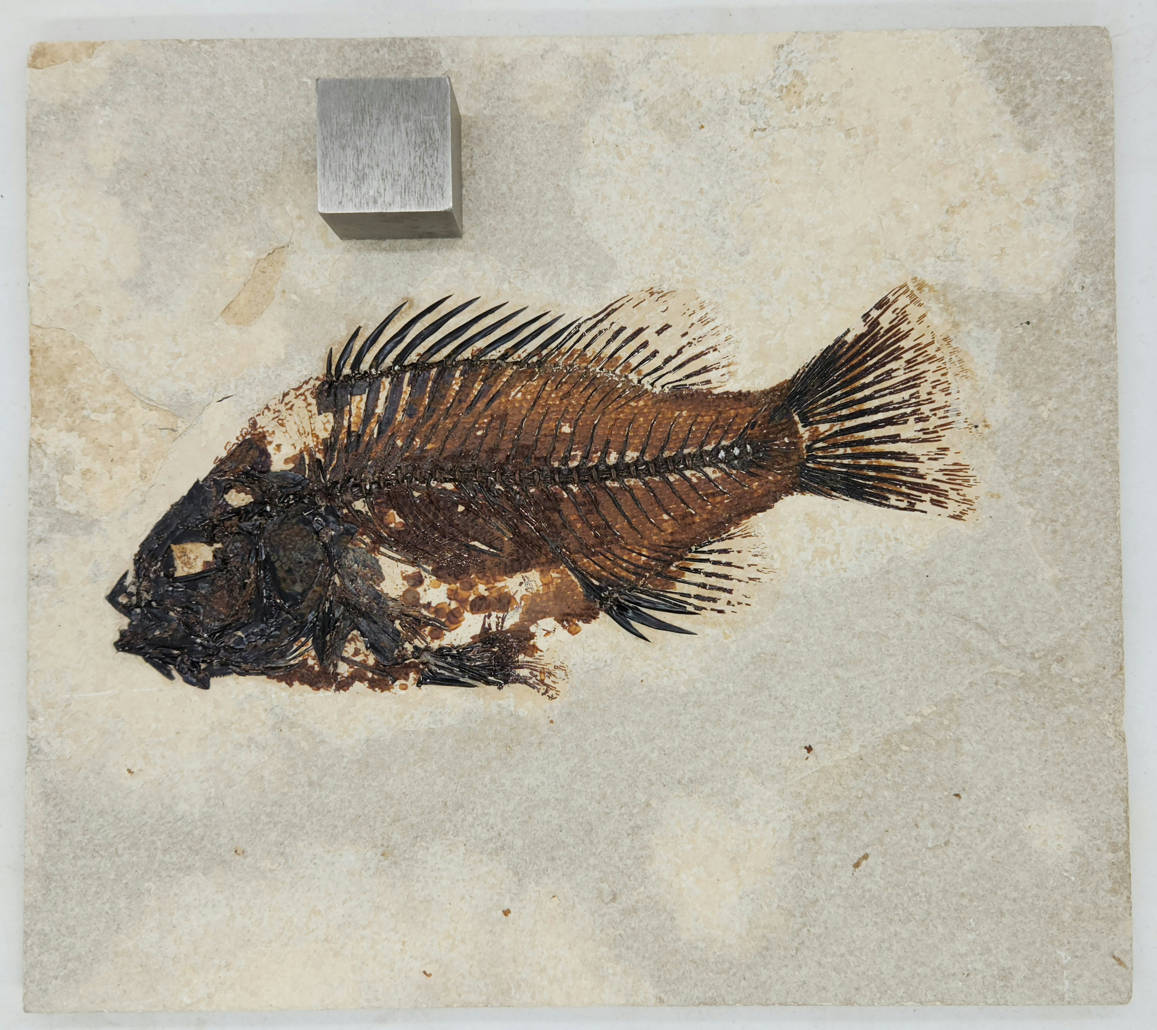 Priscacara serrata Fossil Fish Green River Formation