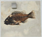 In Stone Fossils 