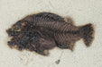 In Stone Fossils 