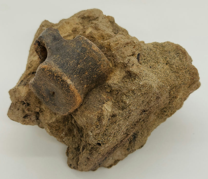 Hadrosaur Caudal (Tail) Vertebra on Matrix | Montana