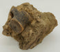 In Stone Fossils 