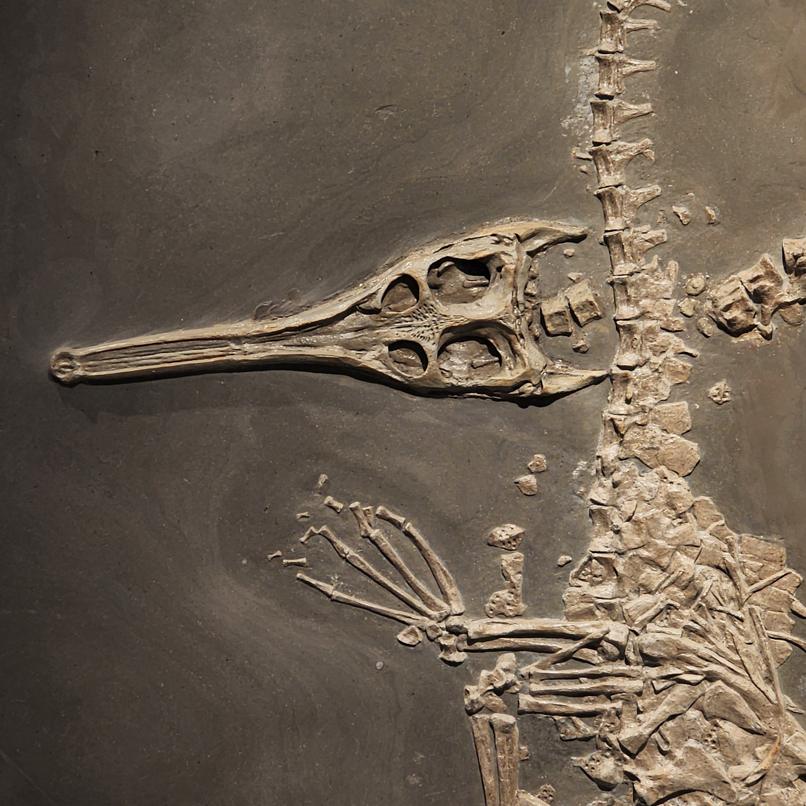 Steneosaurus bollensis | Holzmaden, Germany 9122971156702 — In Stone ...
