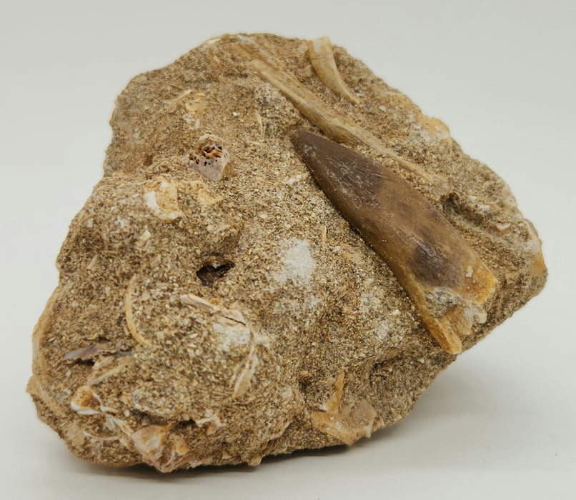 Plesiosaur Tooth in Matrix