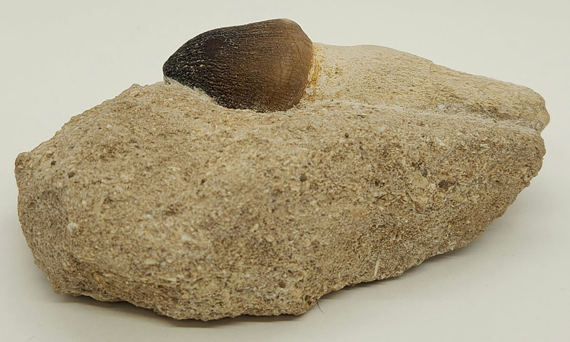 Mosasaur Tooth in Matrix | Igdamanosaurus (Globidens) aegyptiacus | Morocco