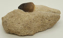 In Stone Fossils 