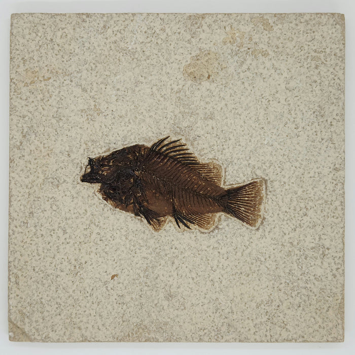 3.25" Priscacara serrata Fossil Fish | Green River Formation | Natural Specimen