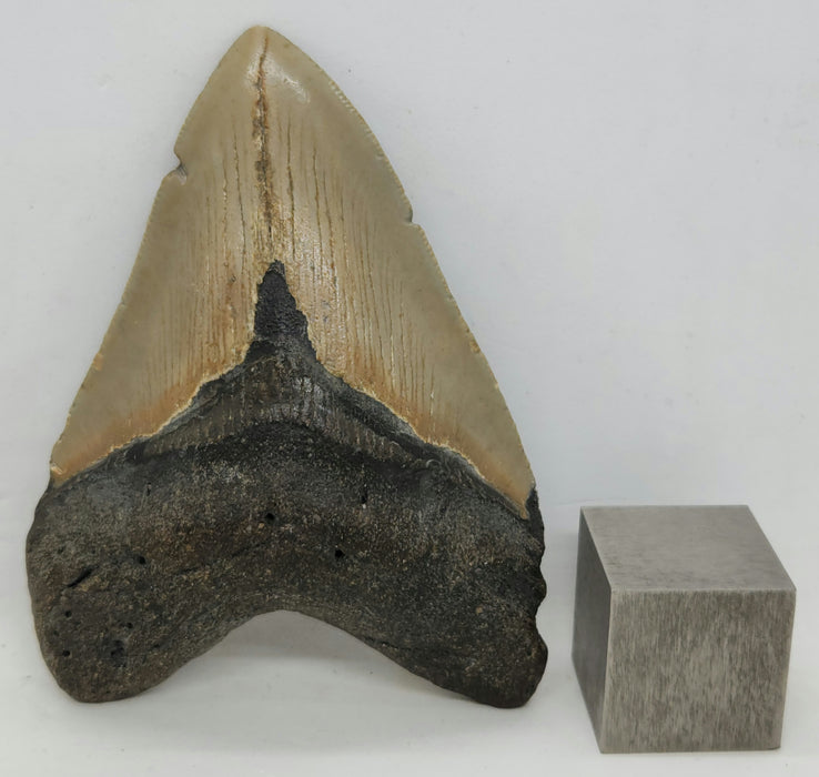 4" Megalodon Tooth | Hawthorn Formation