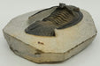 In Stone Fossils 