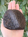 In Stone Fossils 