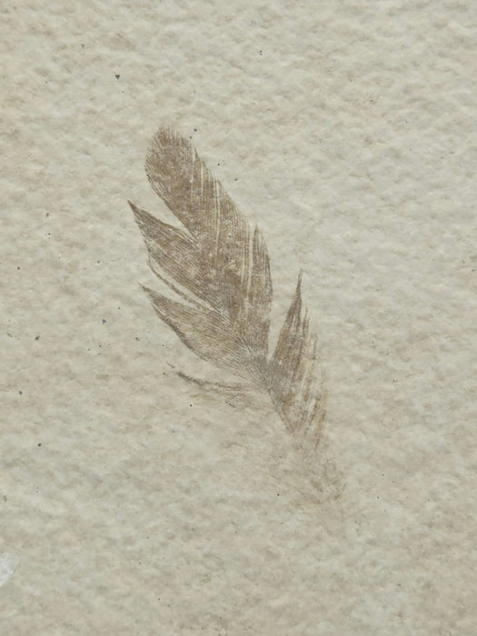 Beautifully Preserved Feather | 100% Natural | Green River Formation | Wyoming