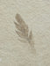 In Stone Fossils 