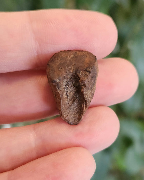 Ceratopsian Tooth | Hell Creek Formation | Montana