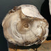 In Stone Fossils 