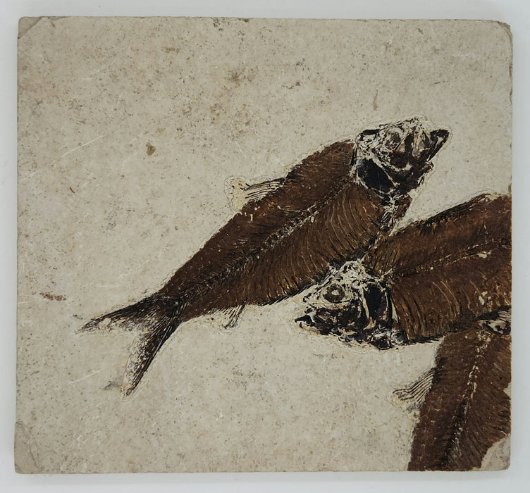 4.75" Knightia eocaena with Two Partial Knightia | 100% Natural | Green River Formation | Wyoming