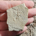 In Stone Fossils 