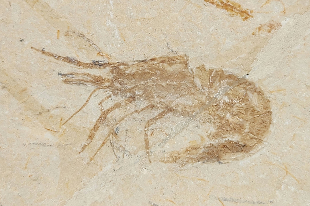 Coccodus insignis (fossil fish) and Carpopenaeus (fossil shrimp) | Lebanon