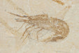 In Stone Fossils 