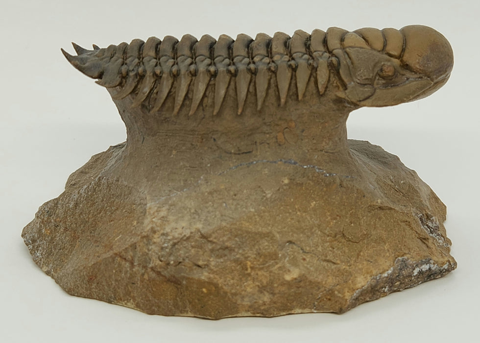 Crotalocephalina Trilobite | Morocco