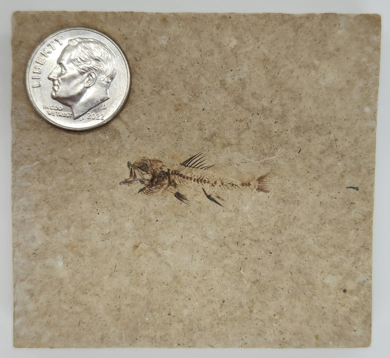 Rare Hypsiprisca Fossil Fish | Green River Formation |  Wyoming