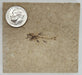 In Stone Fossils 