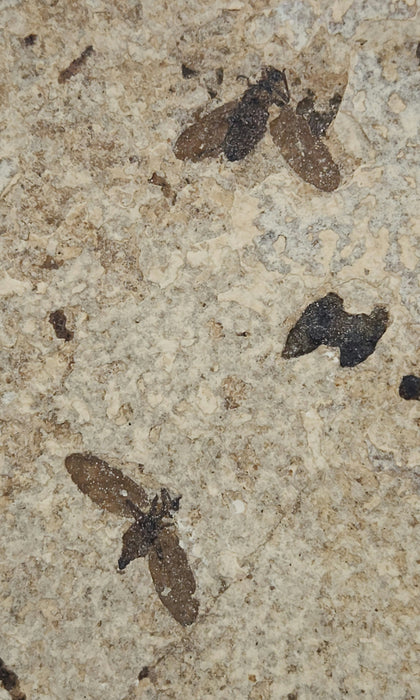 Double Plecia pealei (Love Bug or March Fly) | Eocene | Green River Formation