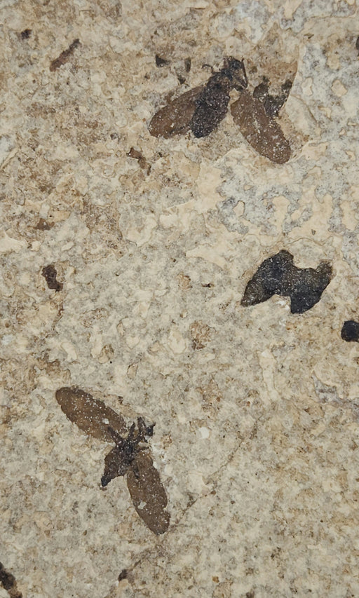 In Stone Fossils 