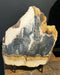 In Stone Fossils 