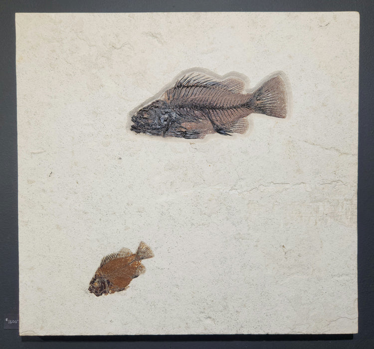 Double Priscacara serrata | Green River Formation | Natural Specimen