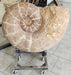 In Stone Fossils 