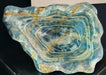 In Stone Fossils 