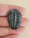 In Stone Fossils 