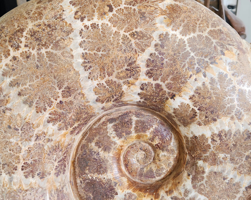 Giant Ammonite | Lobolytoceras costellatum | Madagascar